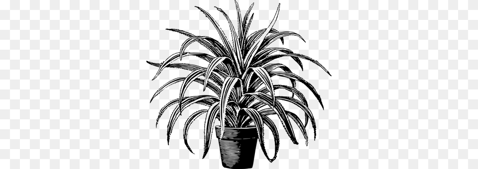 Houseplant Gray Free Png Download