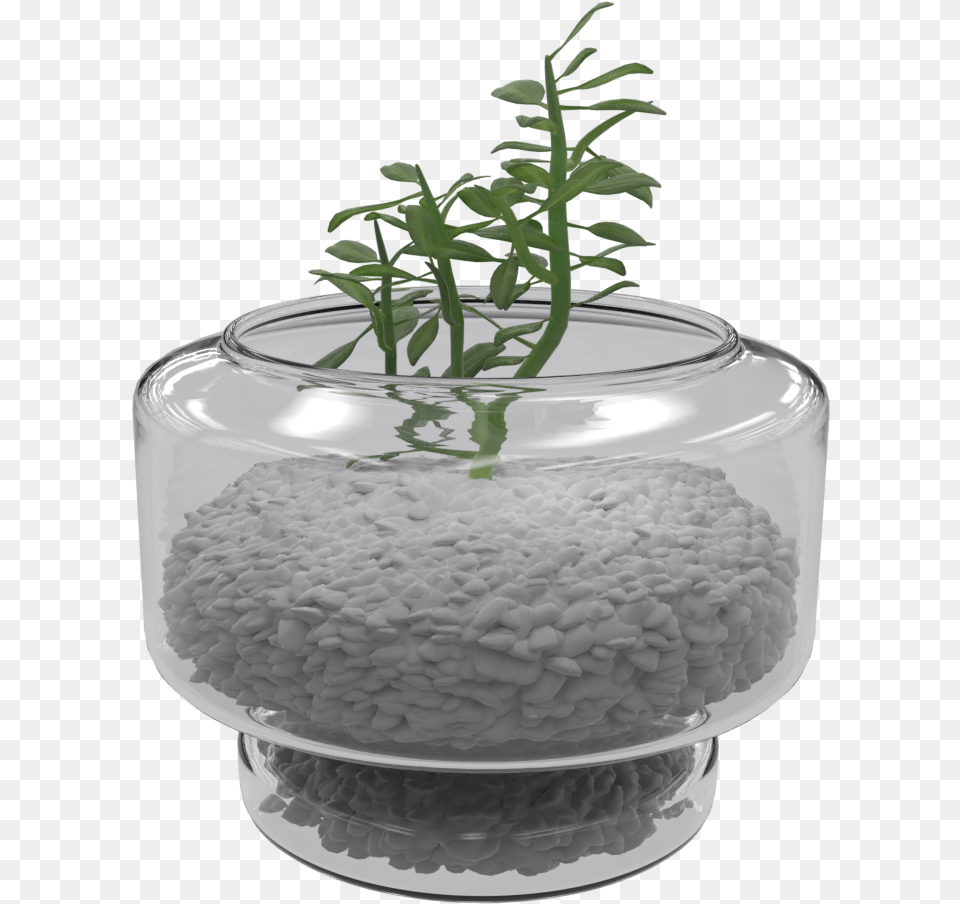 Houseplant, Jar, Plant, Planter, Potted Plant Free Transparent Png