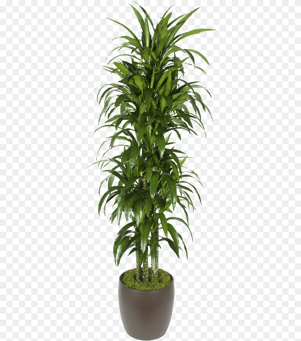 Houseplant, Leaf, Palm Tree, Plant, Potted Plant Free Png Download