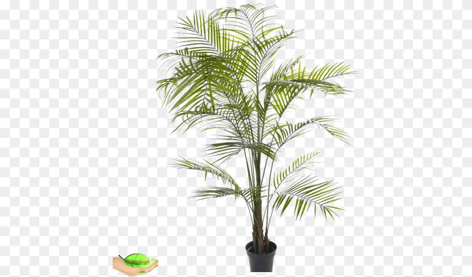 Houseplant, Leaf, Palm Tree, Plant, Tree Free Png