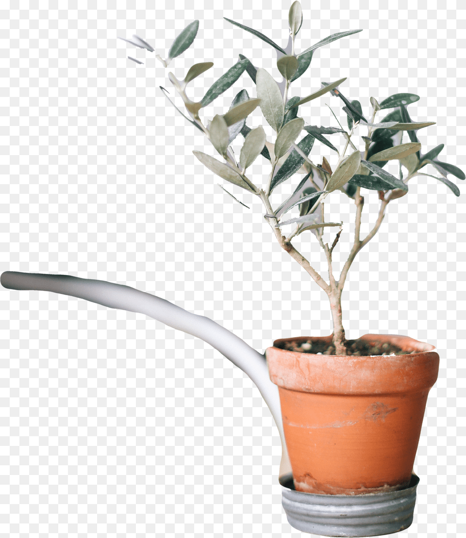 Houseplant Free Png Download