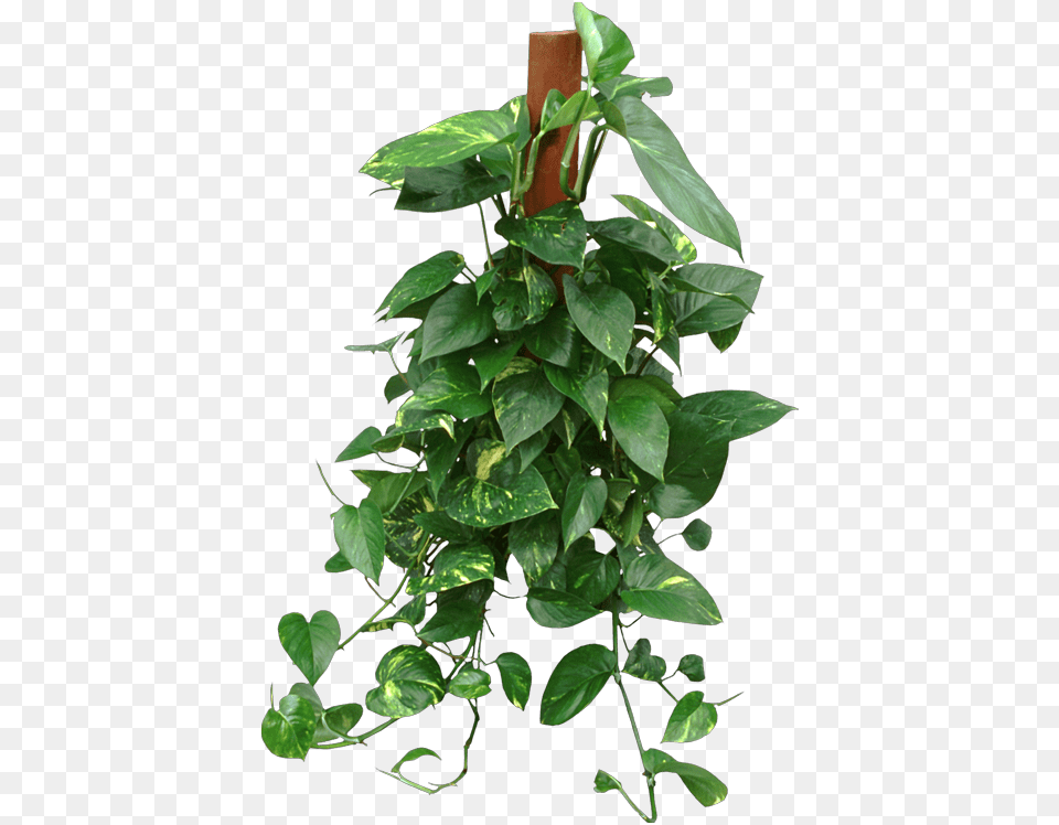 Houseplant, Leaf, Plant, Vine, Potted Plant Png Image