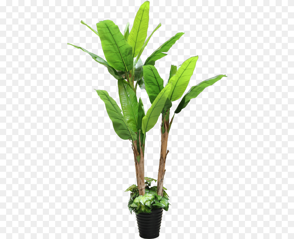 Houseplant, Leaf, Plant, Flower, Flower Arrangement Png