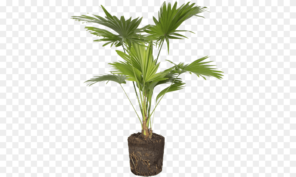 Houseplant, Palm Tree, Plant, Tree, Leaf Png Image