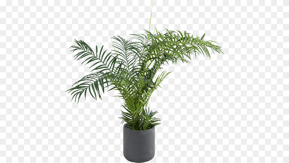 Houseplant, Fern, Leaf, Palm Tree, Plant Png