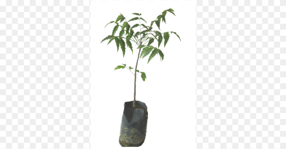 Houseplant, Leaf, Plant, Potted Plant, Tree Free Png