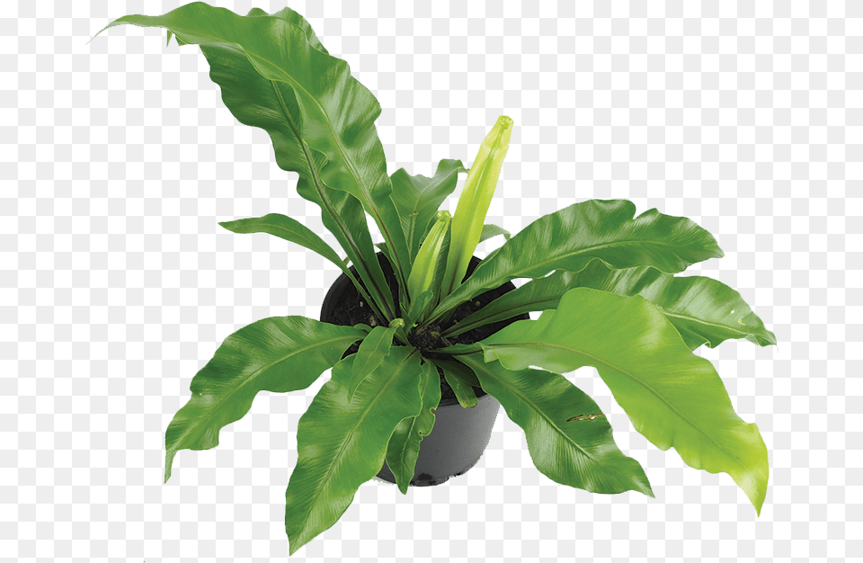 Houseplant, Fern, Leaf, Plant, Flower Free Transparent Png