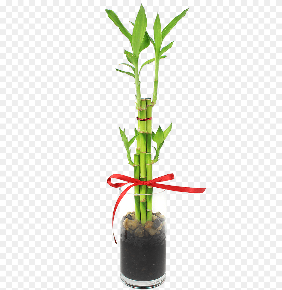 Houseplant, Plant Png