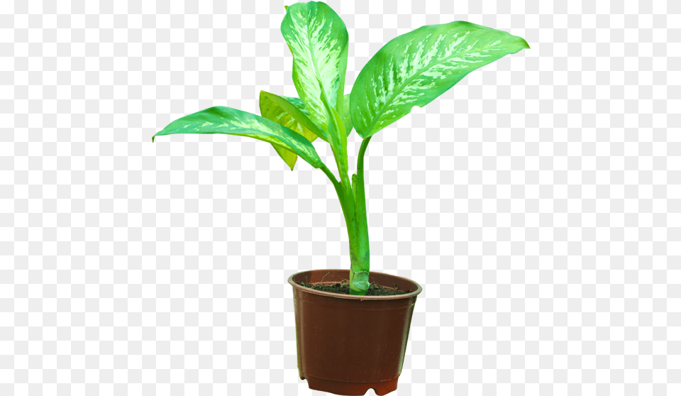 Houseplant, Leaf, Plant, Soil, Flower Free Png Download