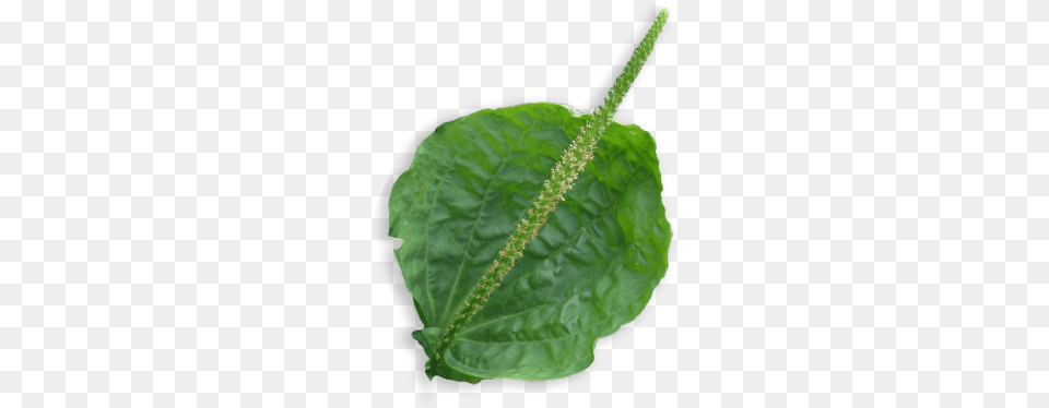 Houseplant, Flower, Leaf, Plant, Araceae Free Png