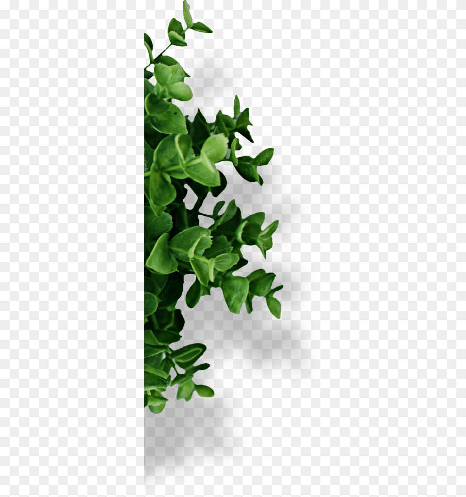Houseplant, Green, Leaf, Plant, Herbal Free Png Download