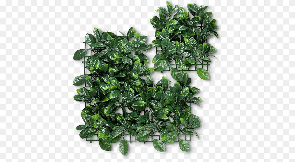 Houseplant, Food, Leafy Green Vegetable, Plant, Produce Free Png Download
