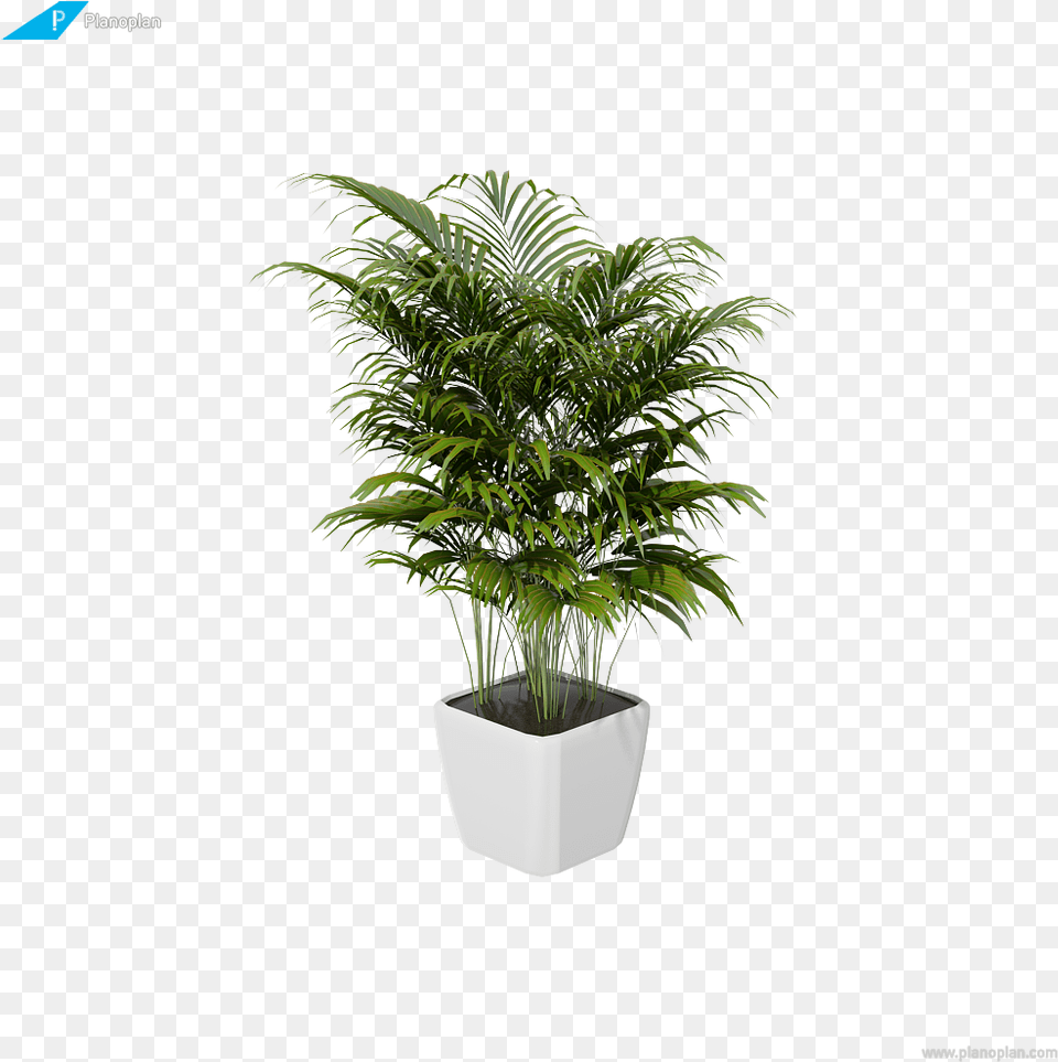 Houseplant, Leaf, Palm Tree, Plant, Potted Plant Png