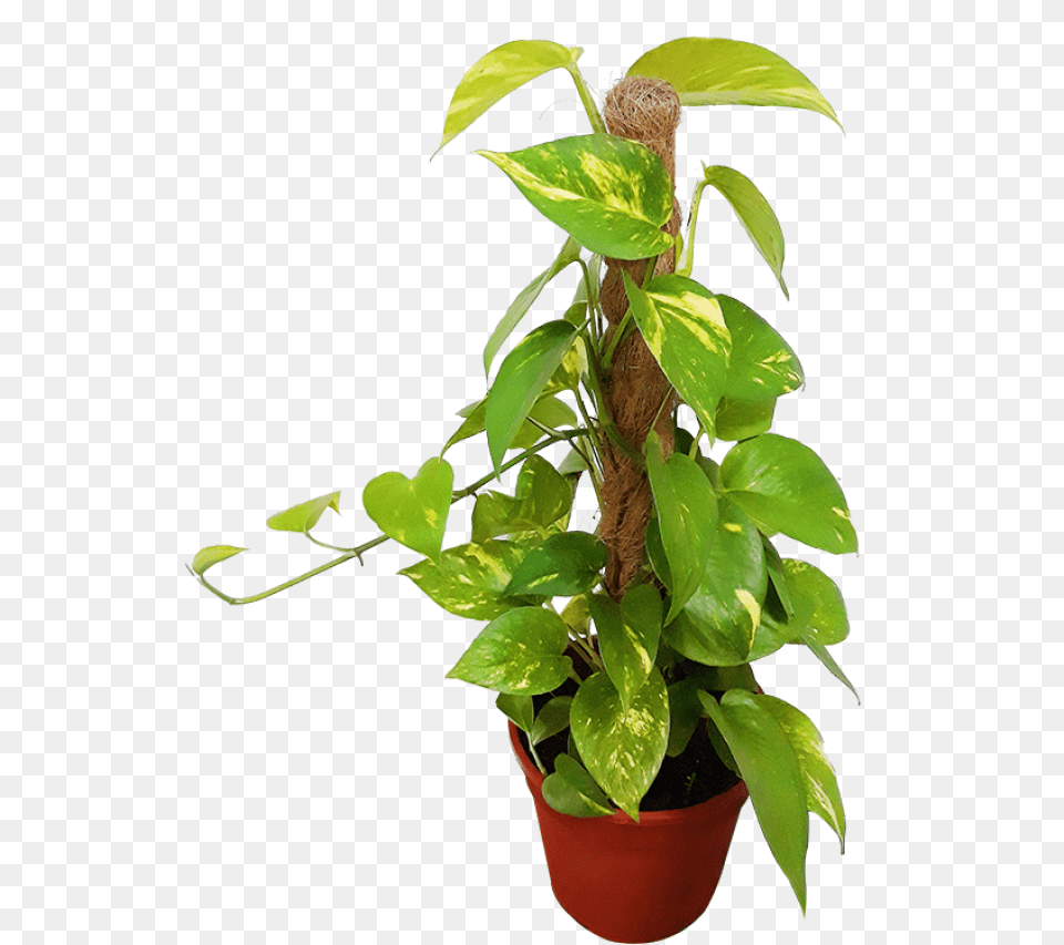 Houseplant, Leaf, Plant, Potted Plant, Vine Free Png