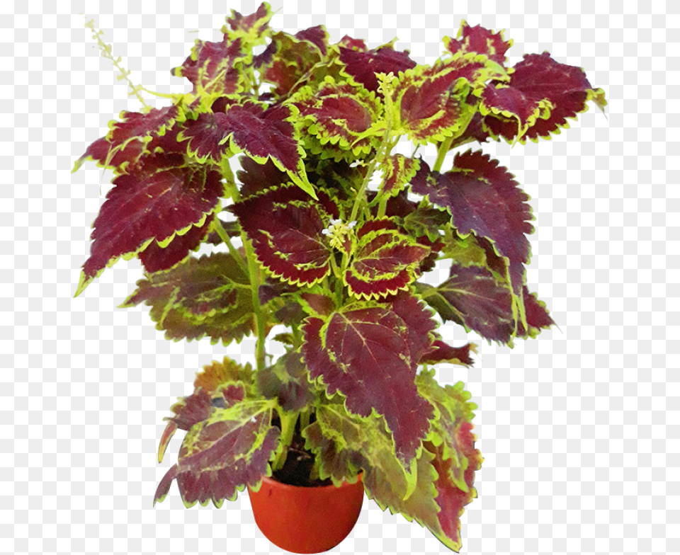 Houseplant, Plant, Potted Plant, Leaf, Pottery Png