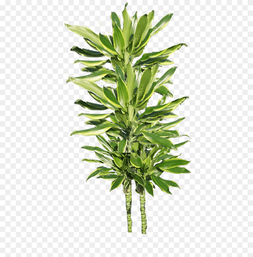 Houseplant, Leaf, Plant, Potted Plant, Tree Png Image