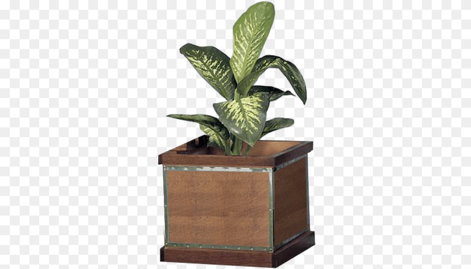 Houseplant, Jar, Leaf, Plant, Planter Free Png