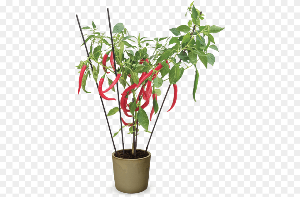 Houseplant, Plant, Leaf, Potted Plant, Flower Png Image