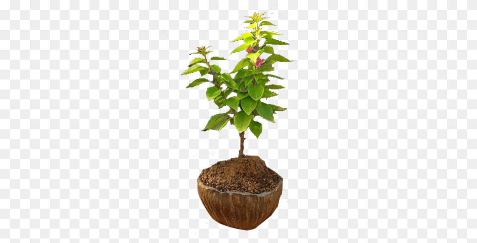 Houseplant, Vase, Tree, Pottery, Potted Plant Png