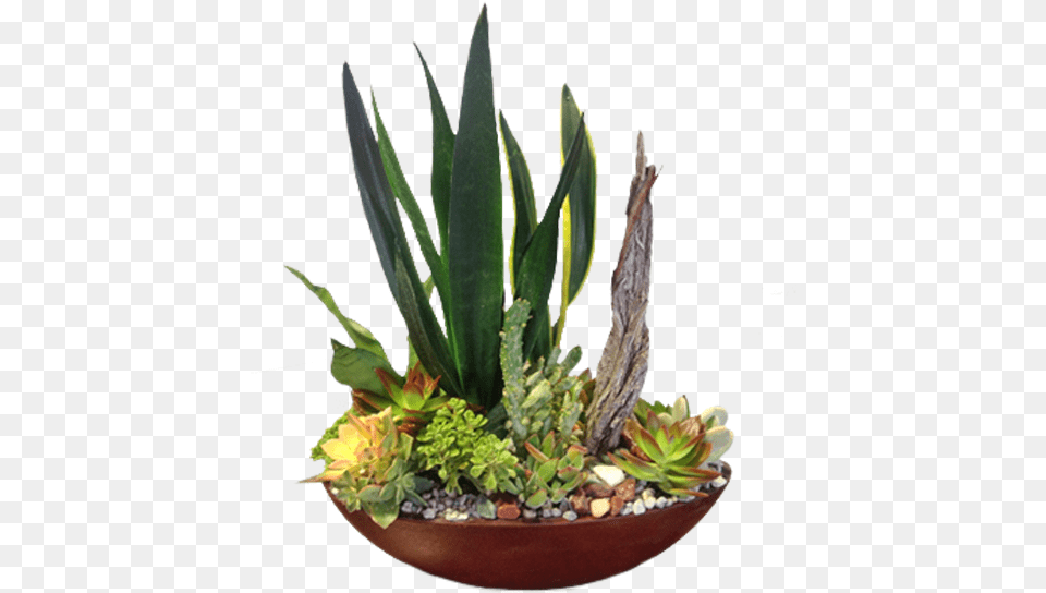 Houseplant, Plant, Potted Plant, Aloe Free Png Download