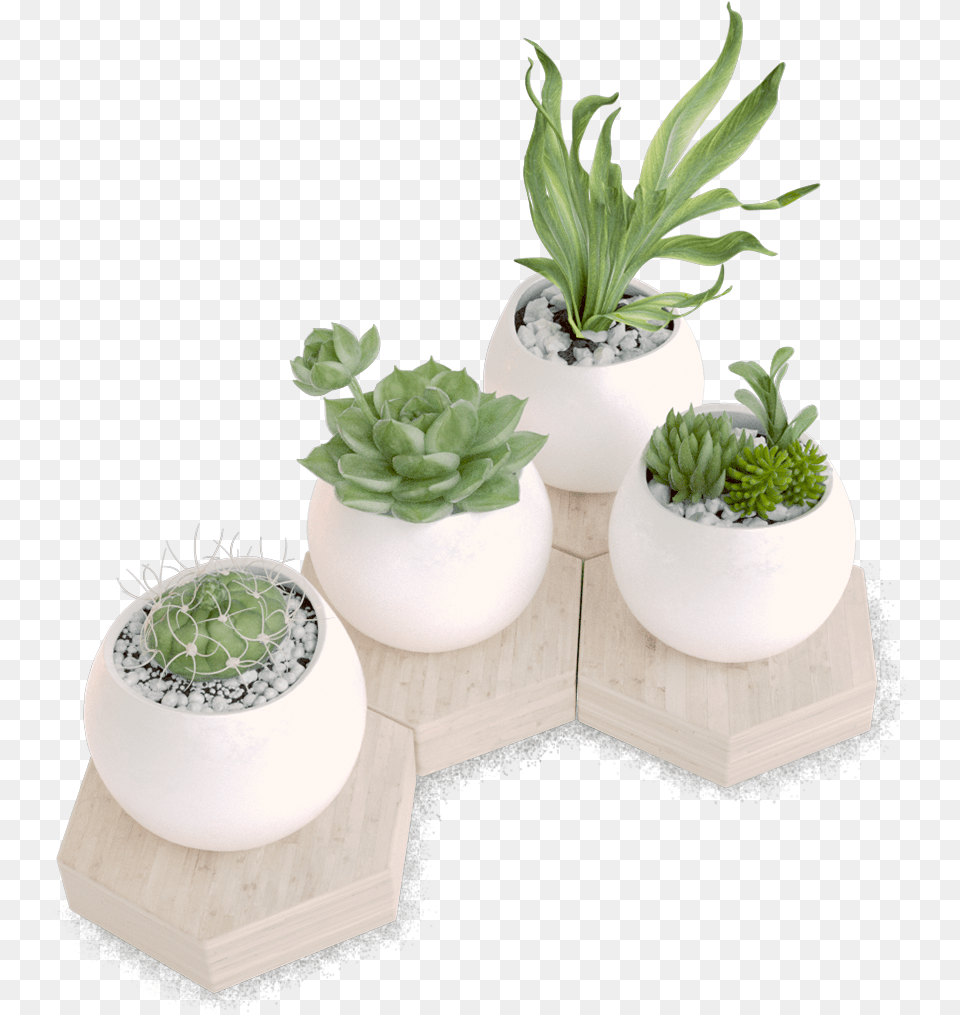 Houseplant, Jar, Leaf, Plant, Planter Png