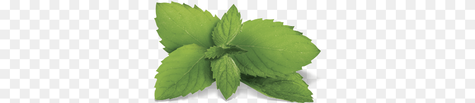 Houseplant, Herbs, Leaf, Mint, Plant Free Png Download