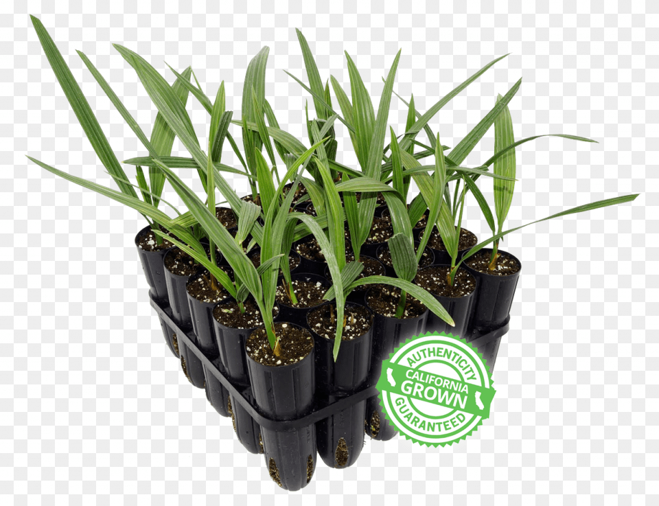 Houseplant, Plant, Soil, Food, Produce Png