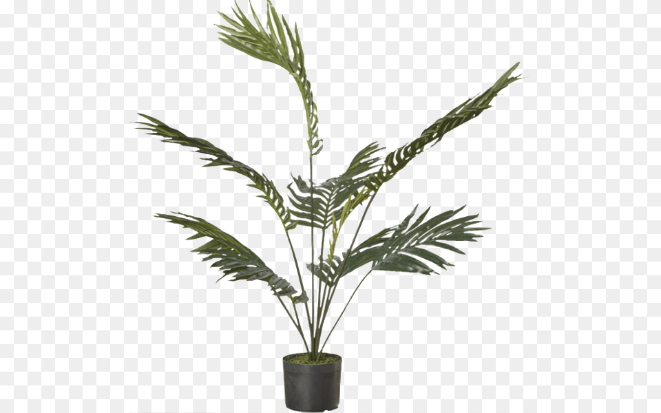 Houseplant, Leaf, Palm Tree, Plant, Tree Png Image