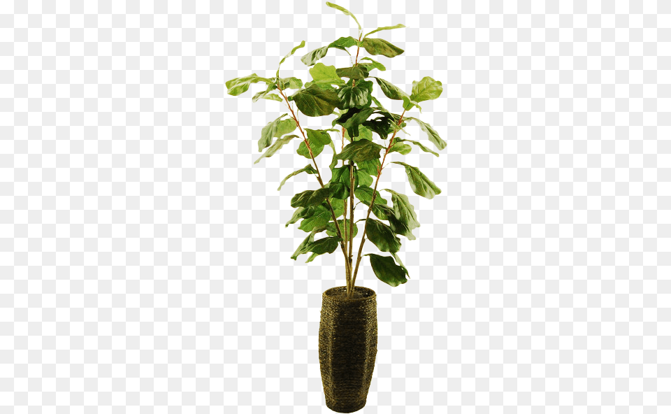 Houseplant, Leaf, Plant, Potted Plant, Flower Png