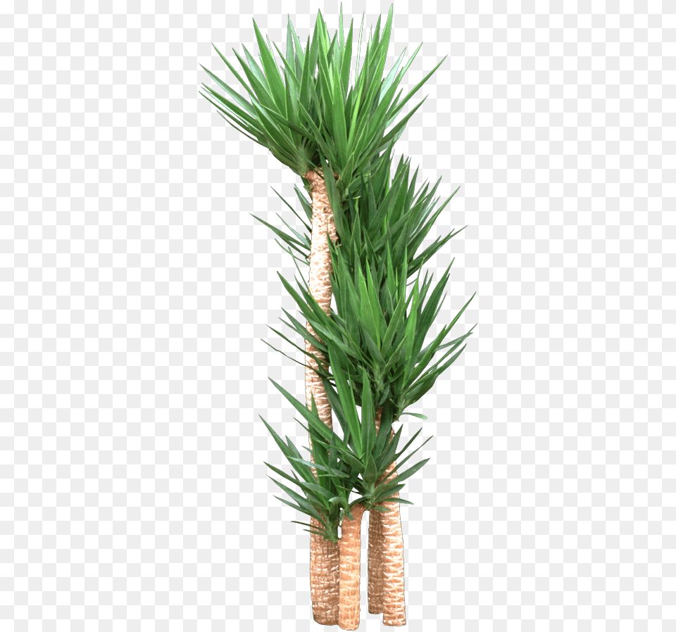 Houseplant, Plant, Agavaceae Png Image