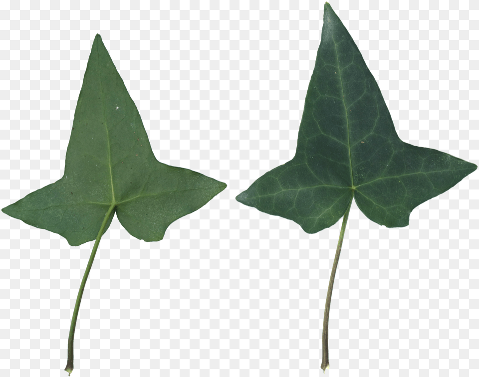 Houseplant, Leaf, Plant, Tree Free Png
