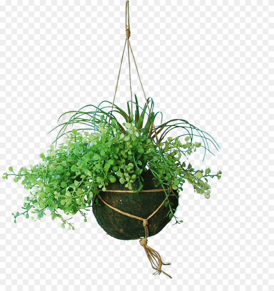 Houseplant, Chandelier, Jar, Lamp, Plant Png Image