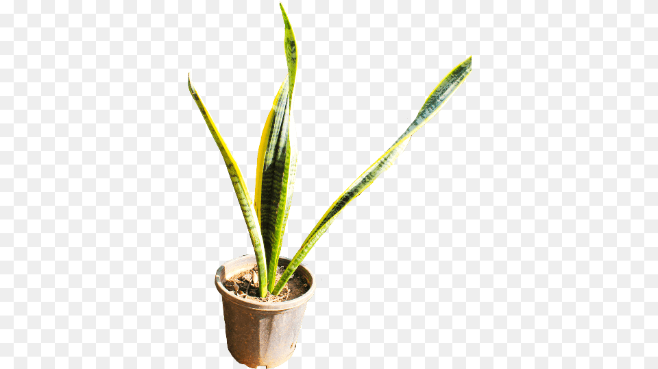 Houseplant, Leaf, Plant, Potted Plant Png Image