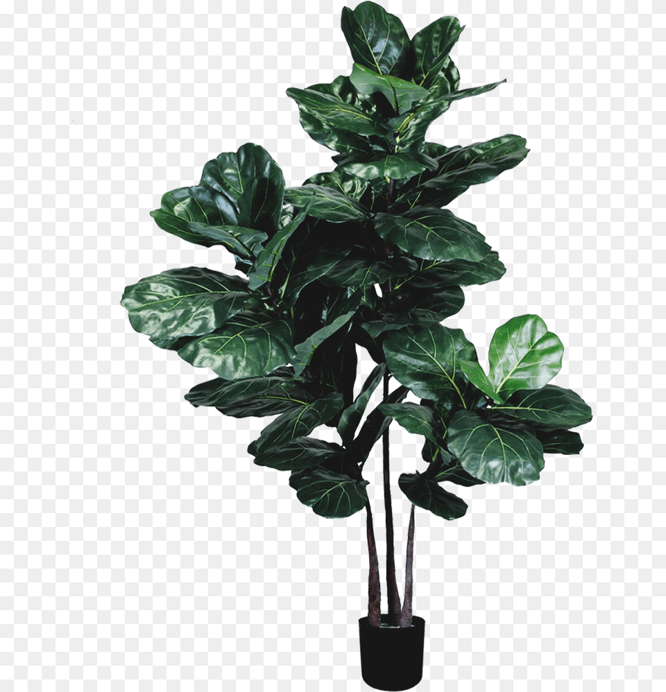 Houseplant, Leaf, Plant, Potted Plant, Tree Free Png