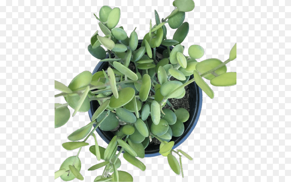 Houseplant, Leaf, Plant, Potted Plant, Pottery Free Transparent Png