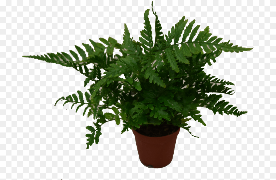 Houseplant Houseplant, Fern, Plant, Potted Plant Free Png Download