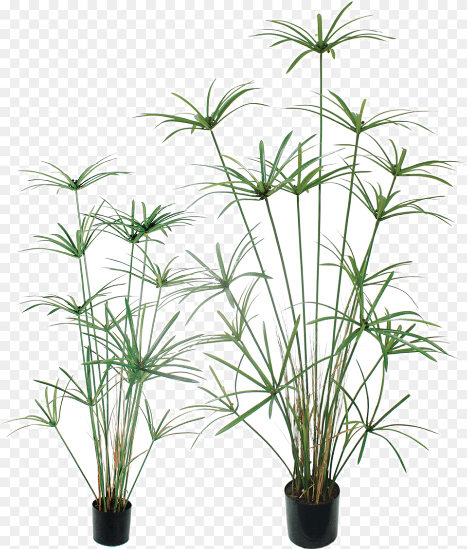Houseplant Download Houseplant, Palm Tree, Plant, Potted Plant, Tree Png Image