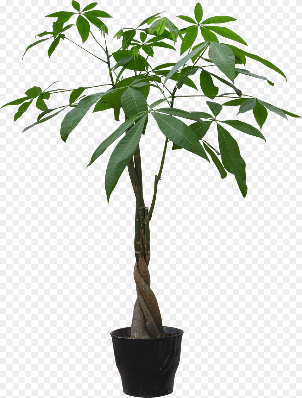 Houseplant Flowerpot Guiana Chestnut Plant In Pot, Leaf, Potted Plant, Tree, Bonsai Png