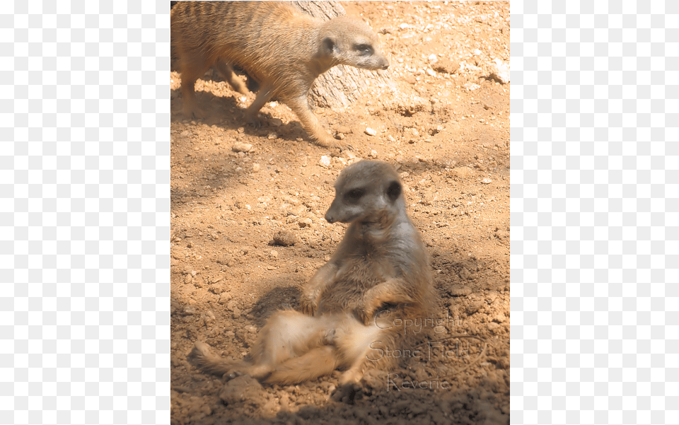 Houston Zoo Meerkat Meerkat, Animal, Bear, Mammal, Wildlife Free Png Download
