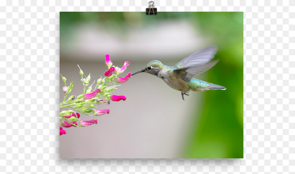 Hovering Broadtailed Hummingbird On Red Birds Plant Print Broad Tailed Hummingbird, Animal, Bird, Flower Png Image