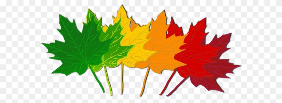 How About Fall Leaves Clip Art, Leaf, Plant, Tree, Maple Leaf Png