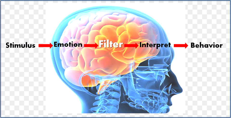 How Advanced Topics In Glioblastoma, Flower, Plant, Rose Free Png