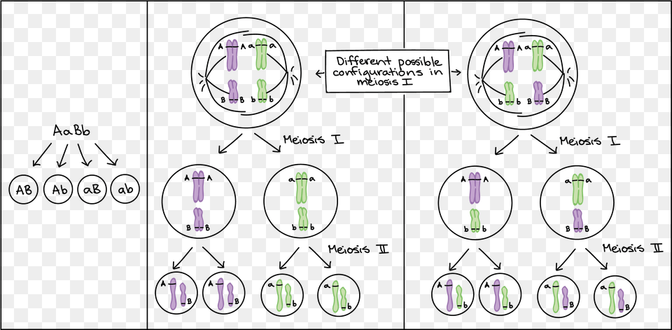 How An Aabb Individual Is Proposed To Make Four Diagrama De La Teoria Cromosomica De La Herencia, Text Png Image