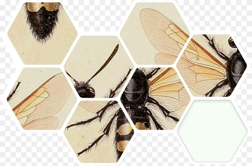 How Are The Bees, Animal, Invertebrate, Insect, Bee Free Png