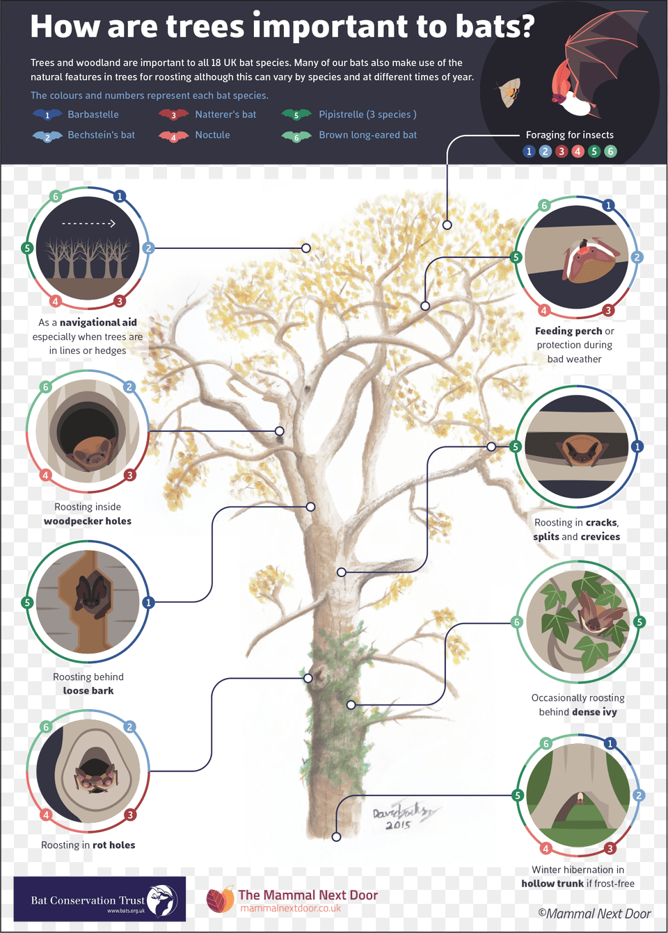 How Are Trees Important To Bats English Uses Of Tree, Plant, Vegetation, Person Png Image