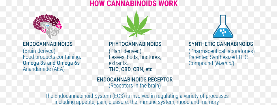 How Cannabinoids Work Military Rank, Leaf, Plant, Flower, Petal Free Png