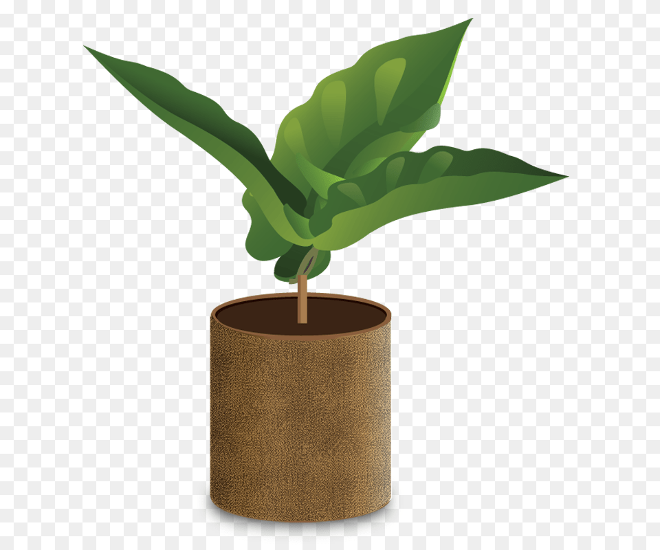 How Coffee Grows, Plant, Potted Plant, Tree, Jar Free Png