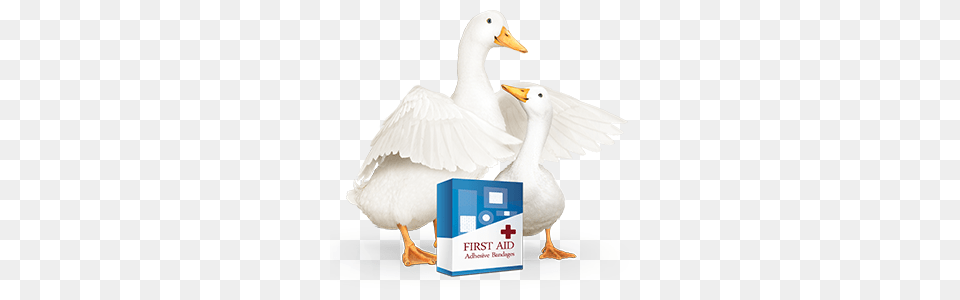 How Could An Accident Impact Your Lifestyle Employee Benefits, Animal, Bird, Goose, Waterfowl Png