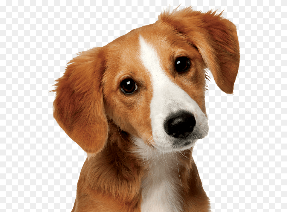 How Did Dogs And Humans Become Best Friends Perro Y Gato Amigos, Animal, Canine, Dog, Hound Png