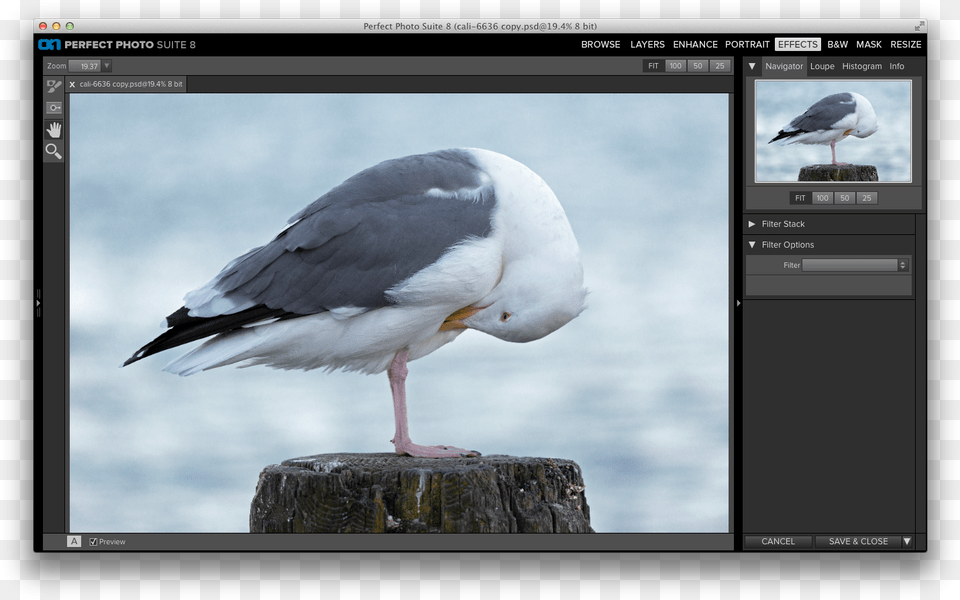 How Do I Apply Textures Using Perfect Effects Great Black Backed Gull, Animal, Beak, Bird, Plant Free Png Download